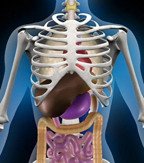 Internal anatomy Internal anatomy
