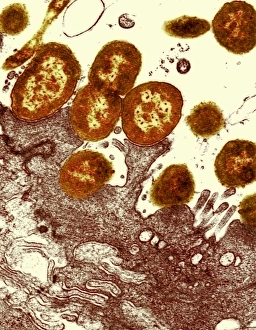 Images Dated 9th August 2004: TEM Print of Intestinal Bacteria and Pedestals