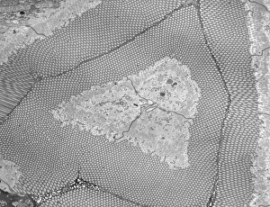 Images Dated 14th February 2013: Print of Intestinal Brush Border Microvilli