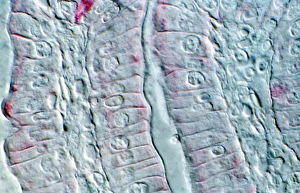 Light Micrograph Prints: Intestinal cells, light micrograph
