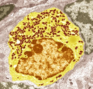 Prints of Intestinal endocrine cell, coloured transmission electron micrograph (TEM). This is a type 1 intestinal endocrine cell Images Dated 2008 December: Print of Intestinal Endocrine Cell, TEM