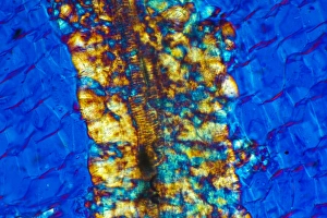 Polarised Light Microscopy Prints: Inulin crystals, light micrograph
