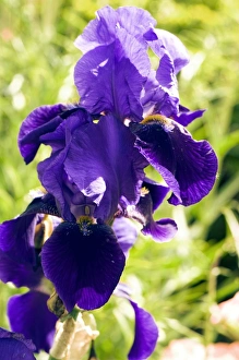 Exotic Garden Flowers Prints: Iris Archevogue