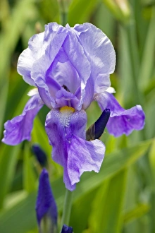 Spring Florals Prints: Iris Blue Rhythm