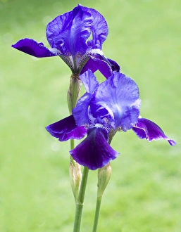 Botanical Images Prints: Iris flowers