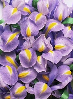Bearded Iris Prints: Iris flowers (Iris sp. )