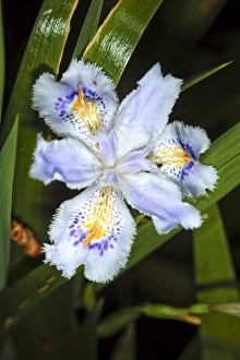 Blue Irises Prints: Iris (Iris japonica)