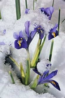 Iris Reticulata Prints: Iris (Iris reticulata Joyce )