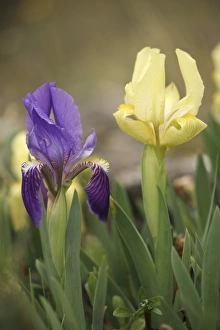 Iris Lutescens Prints: Iris lutescens