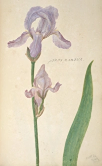 Natural History Museum Exhibits Prints: Iris maxima, artwork C016 / 5559