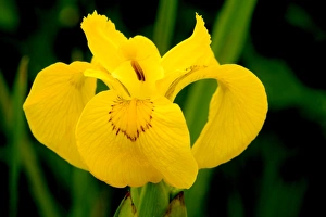 Aquatic Plant Pictures Prints: Iris pseudacorus C016 / 7710