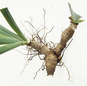 Perennial Plant Growth Prints: Iris rhizomes