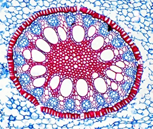 Images Dated 27th August 2009: Iris root print, a light micrograph of a plant section
