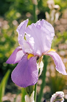 Bearded Iris Prints: Iris Susan Bliss