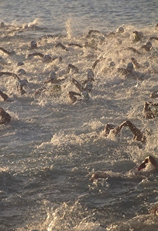 Ironman Triathlon Print: Athletes swimming in Kailua-Kona Bay, Hawaii