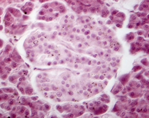 Images Dated 2nd March 2012: Pancreas Islet of Langerhans Print