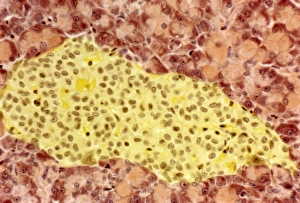 Pancreas Islet of Langerhans Print