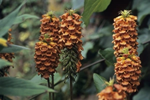 Madeira Island Flora Prints: Isoplexis sceptrum