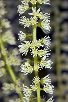 Summer Flowering Shrubs Prints: Itea sp