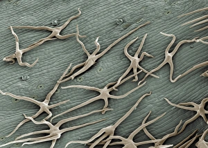 Ivy stem, SEM Ivy stem, SEM