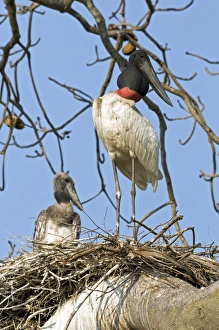 Jabiru Mycteria Habitat Prints: Jabiru storks nesting