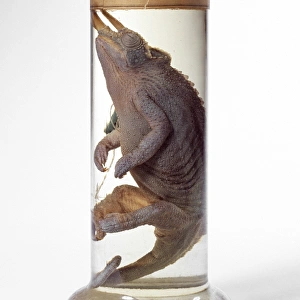 Natural History Museum London Prints: Jacksons chameleon specimen