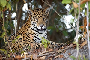 Brazilian Jungle Animals Prints: Jaguar in the undergrowth