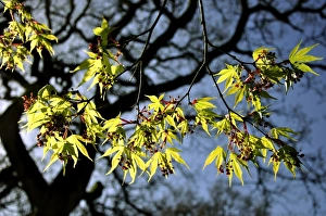 Maple Leaf Close Up Prints: Japanese maple tree