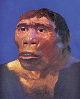 Prints of Java Man reconstruction. Reconstruction of the head of Java Man (Pithecanthropus erectus), later renamed Homo erectus Eugene Dubois Prints: Print of Java Man Reconstruction