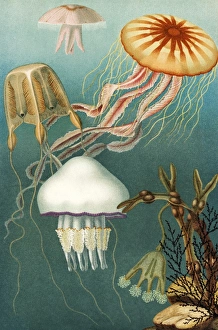 Jellyfish, 1895 Jellyfish, 1895