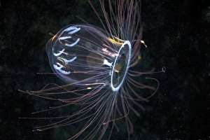 Ocean Creatures Prints: Jellyfish