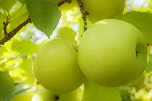 Malus Domestica Prints: Jonagold apples
