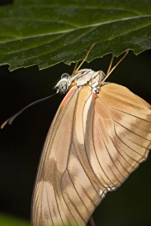 Central American Insects Prints: Julia butterfly