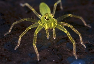 Arachnid Images Prints: Jumping spider C018 / 2409
