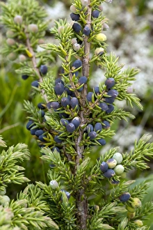 Common Juniper Prints: Juniper berries (Juniperus communis)