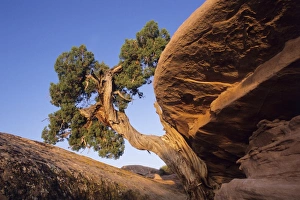 American Wilderness Prints: Juniper tree