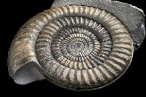Prehistoric Sea Creatures Prints: Jurassic Ammonite