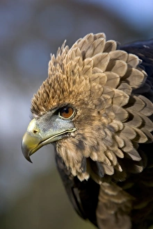 African Bird Species Prints: Juvenile bateleur eagle