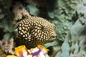 Coral Reef Fauna Prints: Juvenile map pufferfish