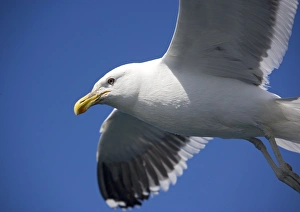 Kaikoura New Zealand Prints: Kelp gull