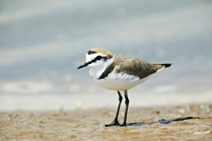 Rare Bird Species UK Prints: Kentish plover