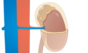 Kidney Anatomy Prints: Kidney, artwork