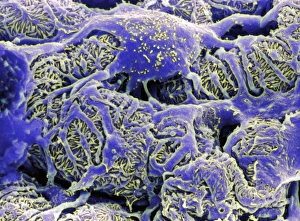 Kidney filtration, SEM Kidney filtration, SEM