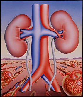 Kidneys Kidneys