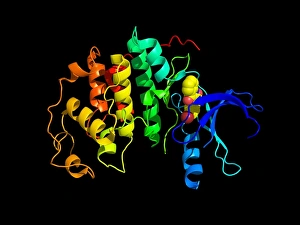 Kinase Molecule Secondary Structure Print