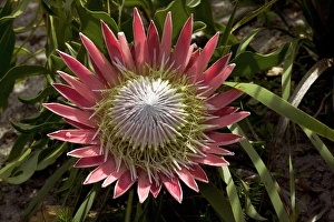 South African Wildflowers Prints: King Protaea (Protaea cynaroides)