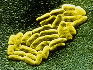 Images Dated 24th November 2004: Klebsiella pneumoniae bacteria