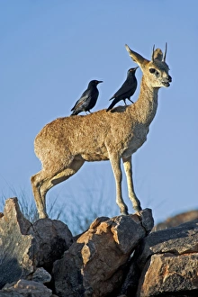 African Antelope Prints: Klipspringer with crows C014 / 0912