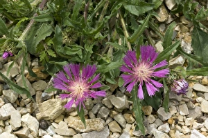 Knapweed Flowers Prints: Knapweed (Centaurea pullata)