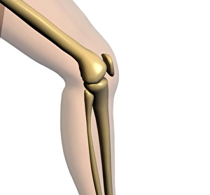 Human Skeletal System Prints: Knee bones